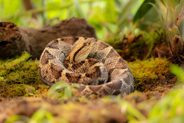 Central American jumping pitviper. Atropoides mexicanus is a venomous pitviper species endemic to Mexico and Central America