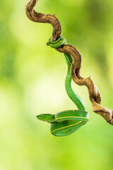 Bothriechis lateralis is a venomous pit viper species found in the mountains of Costa Rica and western Panama. No subspecies are currently recognized