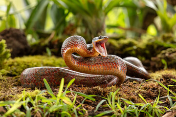Puffing Snake - Phrynonax poecilonotus is a species of nonvenomous snake in the family Colubridae. The species is endemic to the New World. 