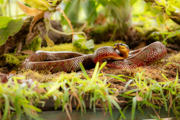 Puffing Snake - Phrynonax poecilonotus is a species of nonvenomous snake in the family Colubridae. The species is endemic to the New World. 