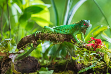 Green iguana, also known as the American iguana, is a large, arboreal, mostly herbivorous species...