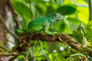 Green iguana, also known as the American iguana, is a large, arboreal, mostly herbivorous species of lizard of the genus Iguana. It is native to Central America, South America, 