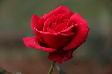 Haggala flower Garden, Nuwara Eliya, Sri Lanka 