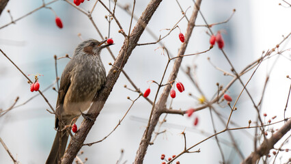 빨간 산수유 열매를 따 먹는 직박구리 새 한 마리