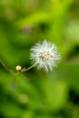 Fluffy dandelion flower Taraxacum ready to spread its seeds