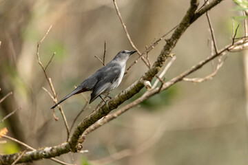 Gray catbird Dumetella carolinensis perches on a tree