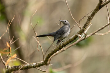 Gray catbird Dumetella carolinensis perches on a tree