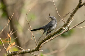 Gray catbird Dumetella carolinensis perches on a tree