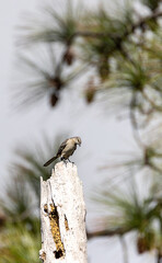 Northern mockingbird Mimus polyglottos perches high on a dead tree
