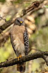 Red Shouldered Hawk Buteo lineatus perched on a tree branch