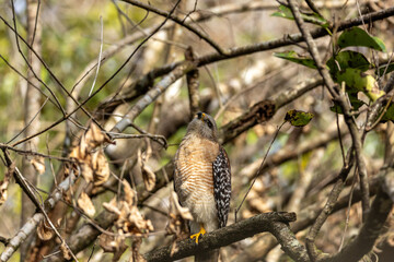 Red Shouldered Hawk Buteo lineatus perched on a tree branch