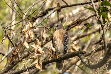 Red Shouldered Hawk Buteo lineatus perched on a tree branch