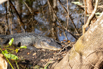 Resting alligator, also known as Alligator mississippiensis, on a log