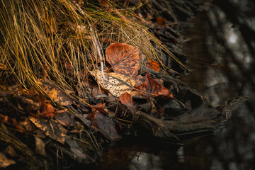 fallen leaves