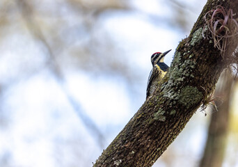 Yellow bellied sapsucker Sphyrapicus varius forages for berries and insects