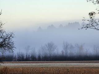 misty morning in the forest