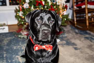 a labrador retriever at christmas