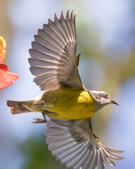 Bananaquit Feeding at Plastic Nectar Feeder