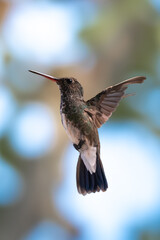 Violet-fronted Hummingbird Hovering Near Feeder