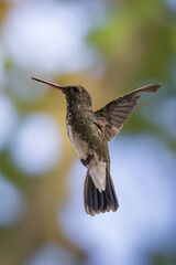 Violet-fronted Hummingbird Hovering Near Feeder