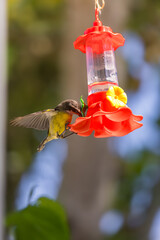 Bananaquit Feeding at Plastic Nectar Feeder