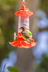 Bananaquit Feeding at Plastic Nectar Feeder