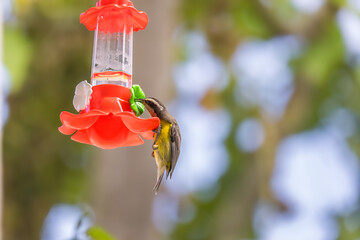 Bananaquit Feeding at Plastic Nectar Feeder