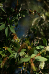 The Melaleuca tree has a significant impact on the ecosystems it invades.   
Efforts are underway to control the spread of Melaleuca trees in Florida.  