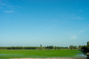 Obraz premium seedling in the mud. The fields are then meticulously maintained, with farmers diligently weeding, fertilizing, and managing the water levels.The growth of rice is a captivating spectacle