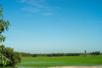 threaten food security.   
Despite these challenges, efforts are being made to promote sustainable rice cultivation practices. These include:   
Organic Farming: Organic farming methods can help 