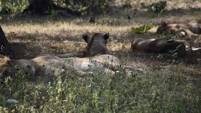 Pride of lions resting in a grassland. They are relaxing during day time 