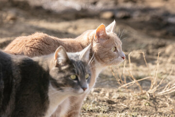 Two Tabby Cats