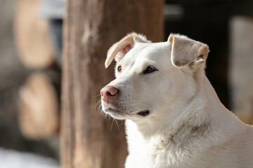 Gazing White Dog