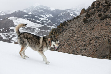Happy Dog in the Snow