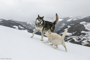 Dogs Playing in the Snow