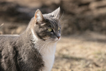 Grey Tabby Cat