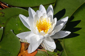 white water lily