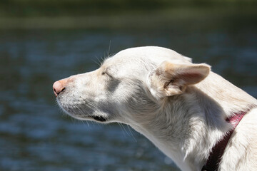 portrait of a white dog