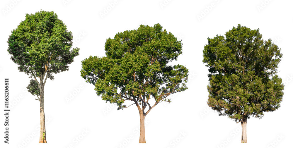 Poster collection tree png transparent background