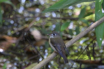 Sri Lankan Birds, Migrant in Nuwara Eliya, Sri Lanka 
