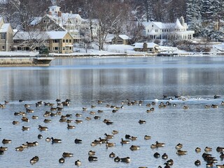 ducks in lake in winter