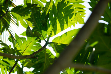 Fototapeta premium t is a nutritious and versatile food that is well-suited to tropical climates. As the world's population continues to grow, there is a need for more sustainable and nutritious food sources. Breadfruit
