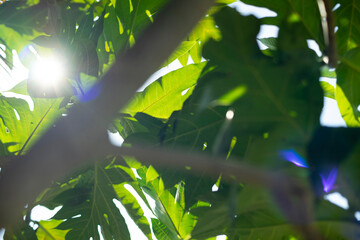 t is a nutritious and versatile food that is well-suited to tropical climates. As the world's...