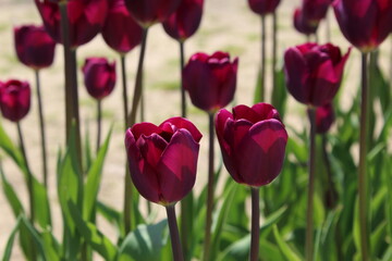 Purple tulips in field on sunny day