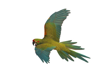 Colorful flying Red-fronted Macaw parrot isolated on transparent background png file © Passakorn