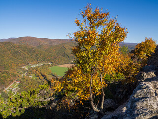 Tree in yellow fall colors with blue sky at Seneca Rocks, West Virginia, overlooking the mountains