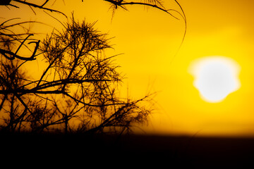 Sunset in the Wadi Draa valley near Zagora in Morocco