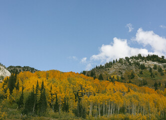 Autumn Leaves in Utah Mountains