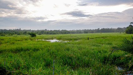 A serene view of green marsh grass with puddles of water. The sky is cloudy with a few rays of sunlight shining through, casting a soft glow over the view.