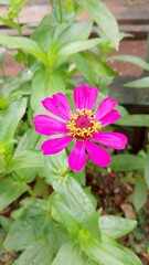 Beautiful Pink Zinnia Flower in Bloom – Macro Photography. Close-Up of a Fresh Pink Zinnia Flower with Petal Details. Elegant Pink Zinnia Flower Isolated in Nature. Bright Pink Zinnia Blossom